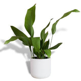 Hello Houseplants Cast Iron Plant - Pot Size: 14cm -