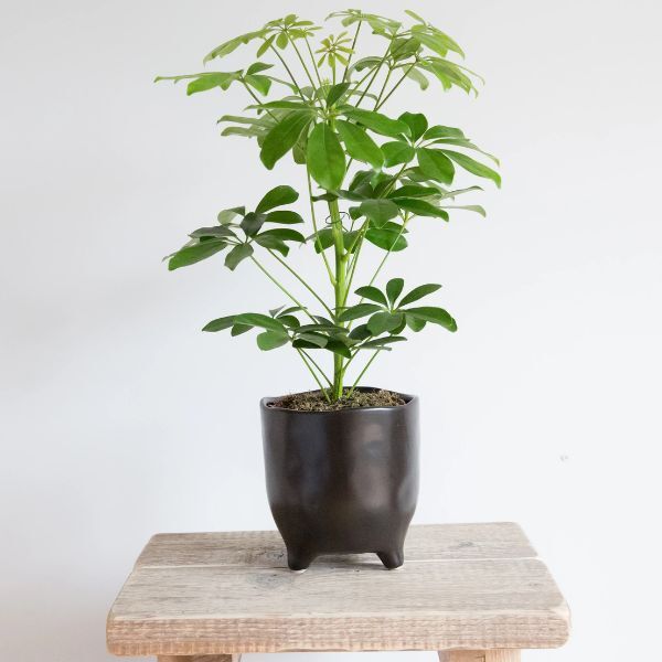 Hello Houseplants Dwarf Umbrella Tree - Pot Size: 13cm
