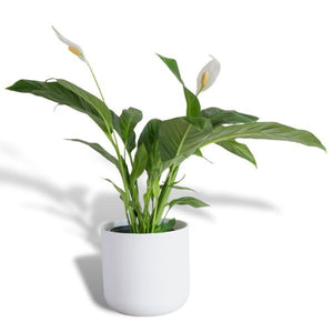 Hello Houseplants Peace Lily | Pot Size: 19cm | (75cm-85cm Height)