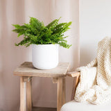 Hello Houseplants Boston Fern - Pot Size 17cm - (40cm-60cm Height)