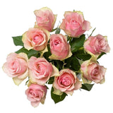 Pale Pink Roses