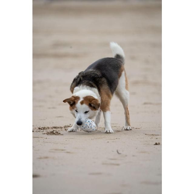 Petface Outdoor Paws Mighty Rugby Ball Dog Toy