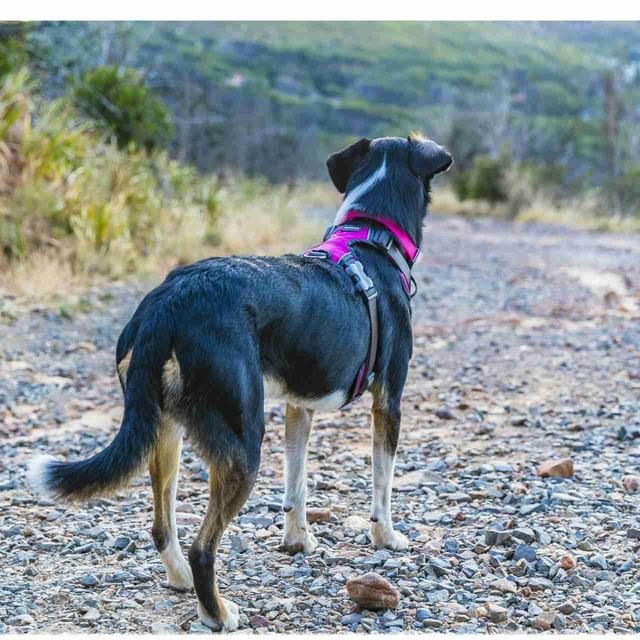Red Dingo Hot Pink Padded Dog Harness Medium