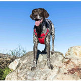 Red Dingo Red Padded Dog Harness