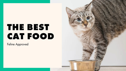 Feline Approved: The Best Cat Food You Can Find at McGrocer - McGrocer