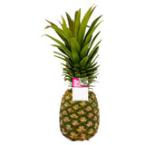 ASDA Giant Pineapple whole fruit - British product
