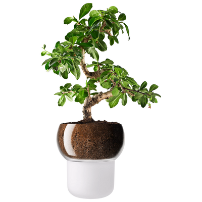 John Lewis Eva Solo Orchid and Bonsai Self Watering Pot, Frosted- Buy online at McGrocer