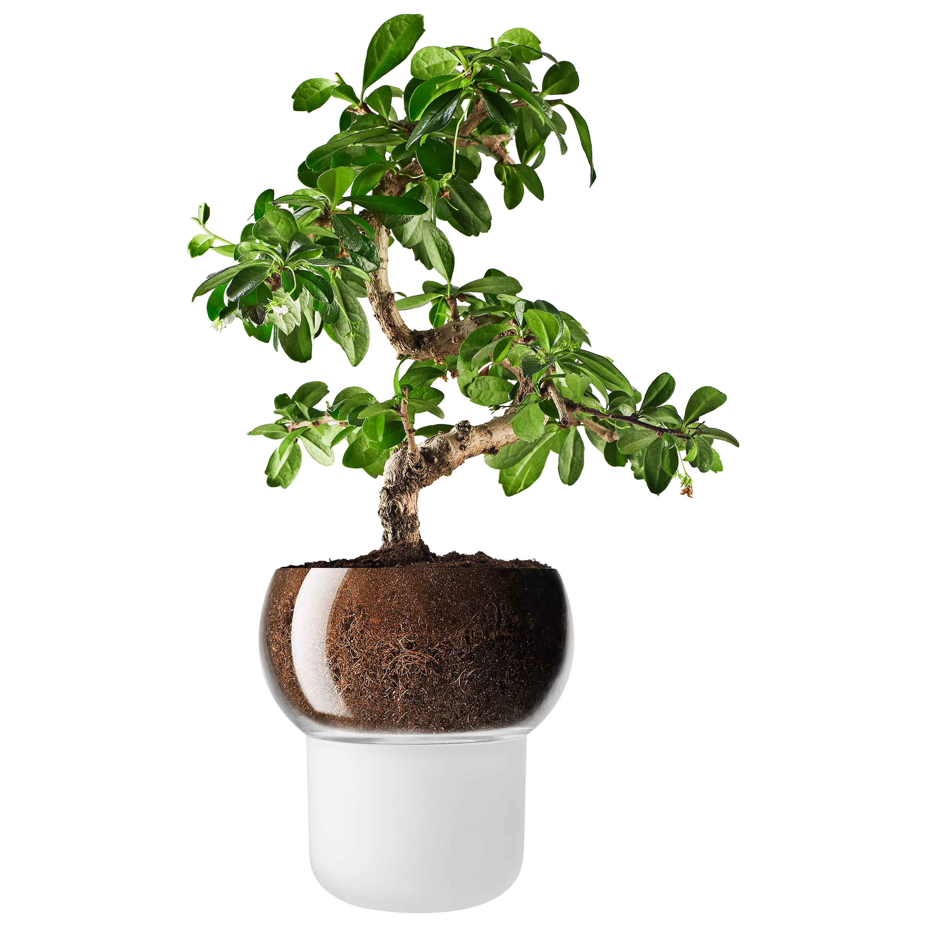 Eva Solo self-watering pot frosted (British brand)
