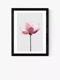 East End Prints lotus framed print 25x30cm - British product