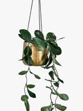 Nkuku Atsu hanging brass planter 9cm x 11cm, imported from the UK