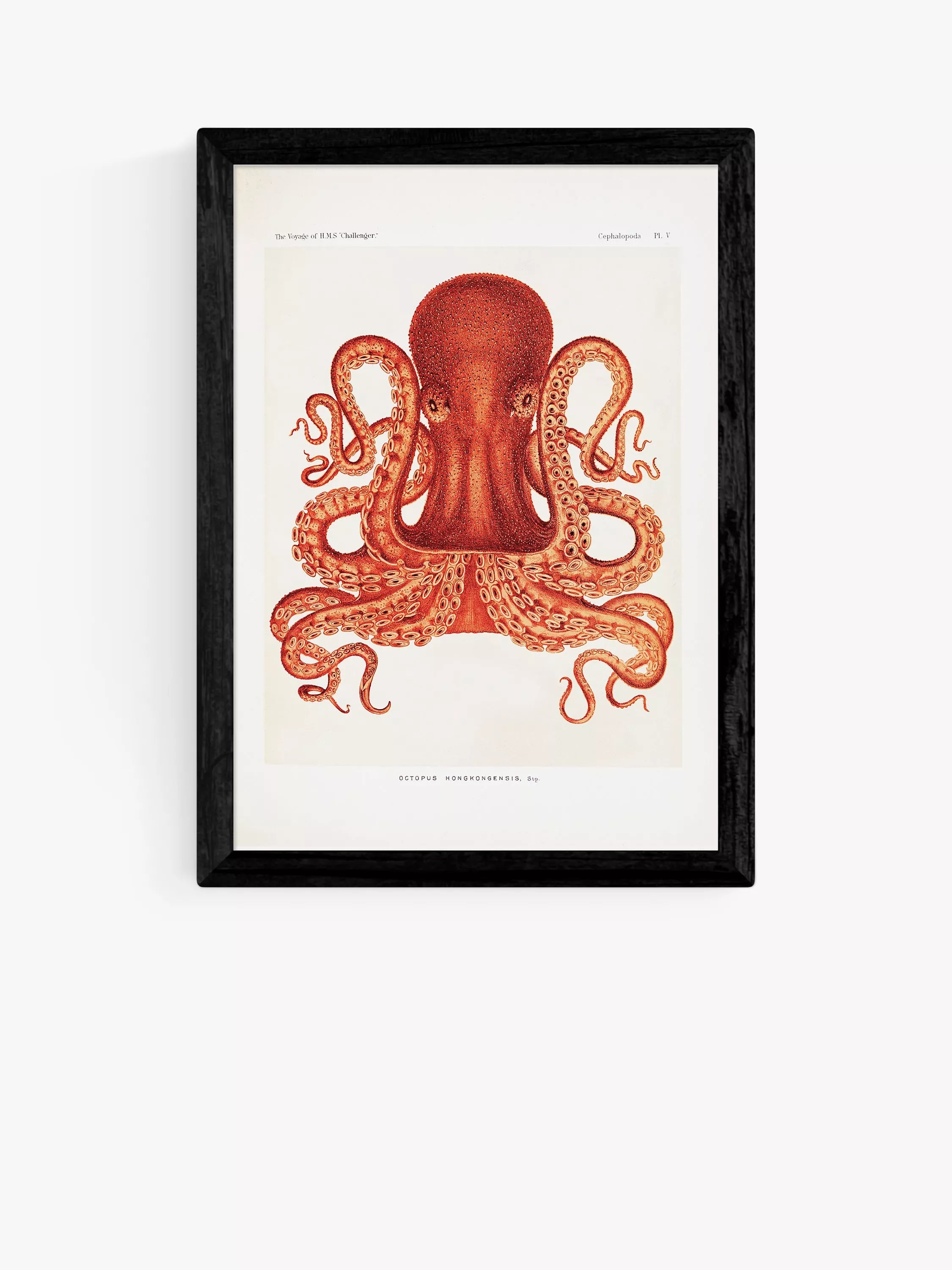 EAST END PRINTS Natural History Museum 'Octopus' Framed Print - Oak Frame A3