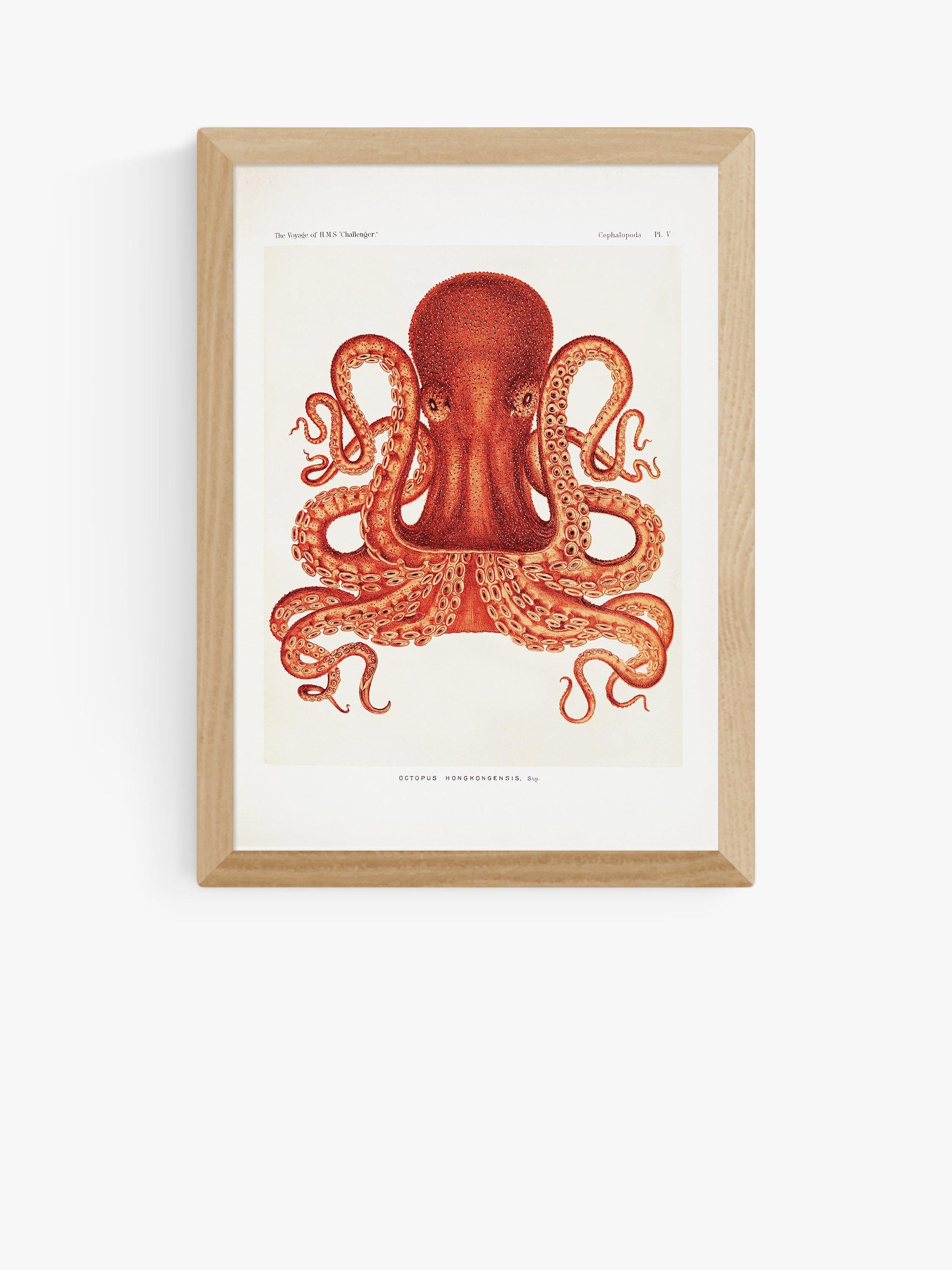 East End Prints Octopus Framed Print A3 - British product