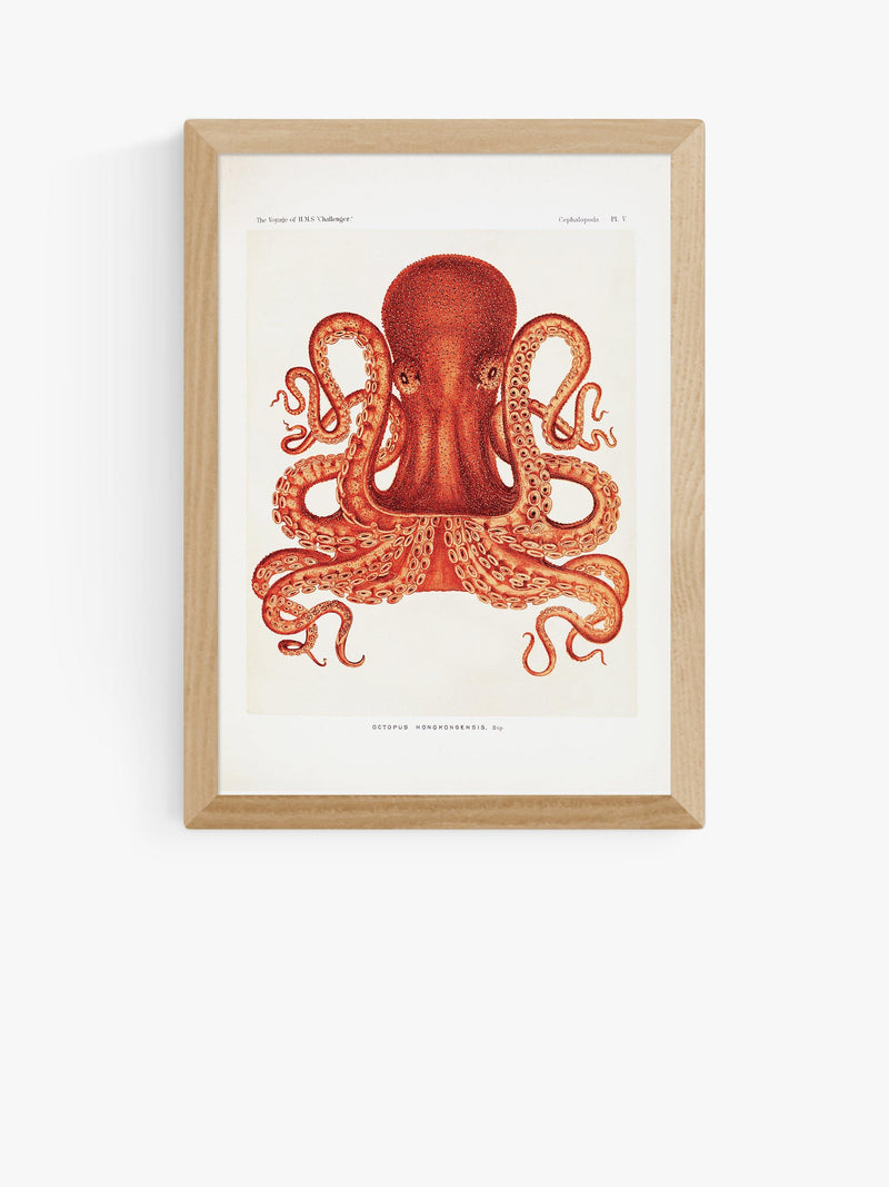 East End Prints Octopus Framed Print A3 - British product