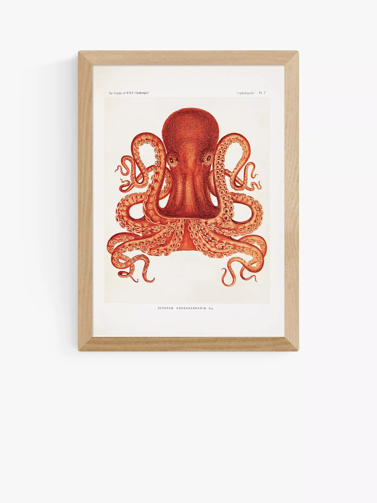 EAST END PRINTS Natural History Museum 'Octopus' Framed Print - White Frame A3