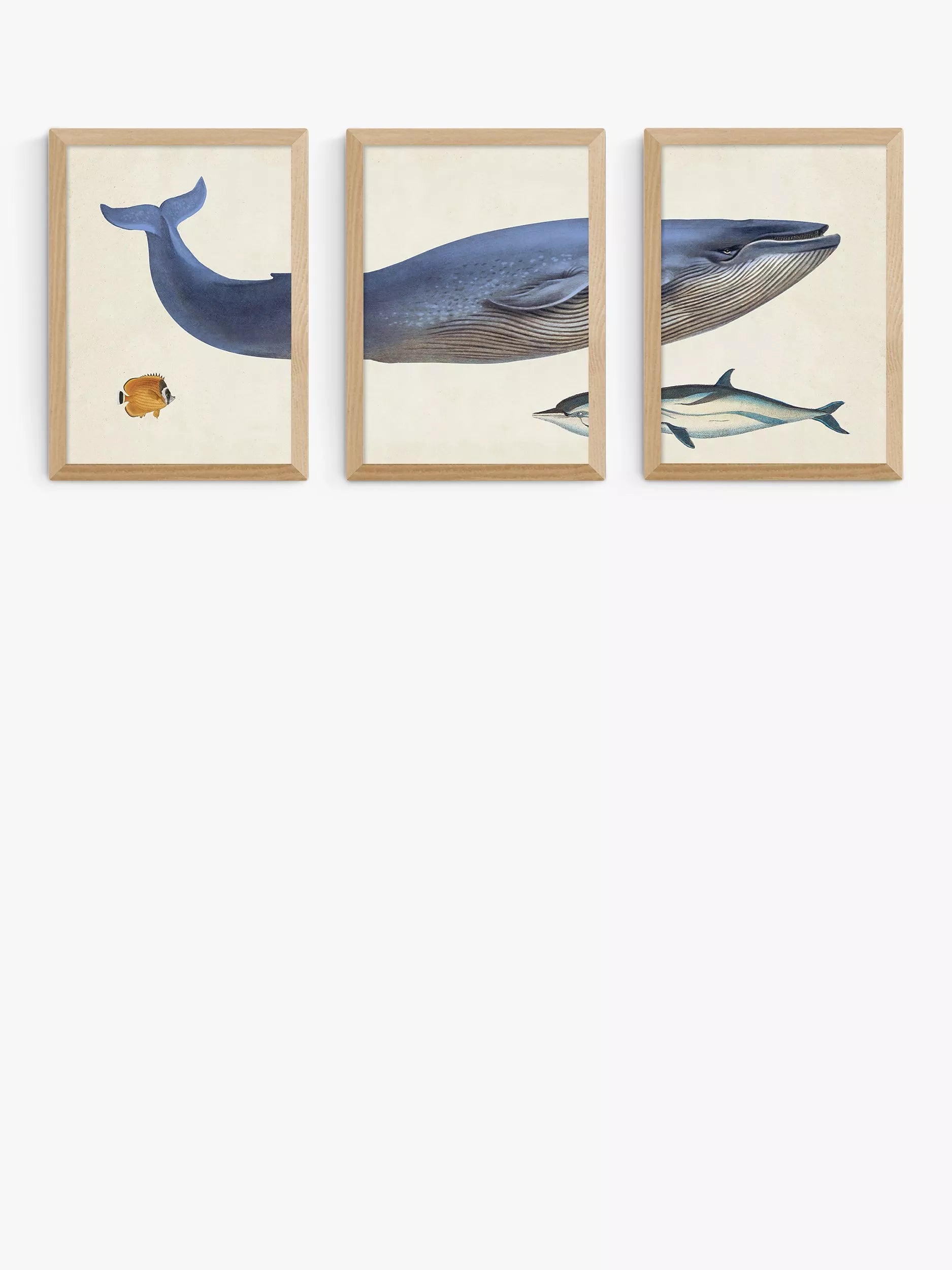 EAST END PRINTS Natural History Museum Hval innrammet kunsttrykk sett med 3