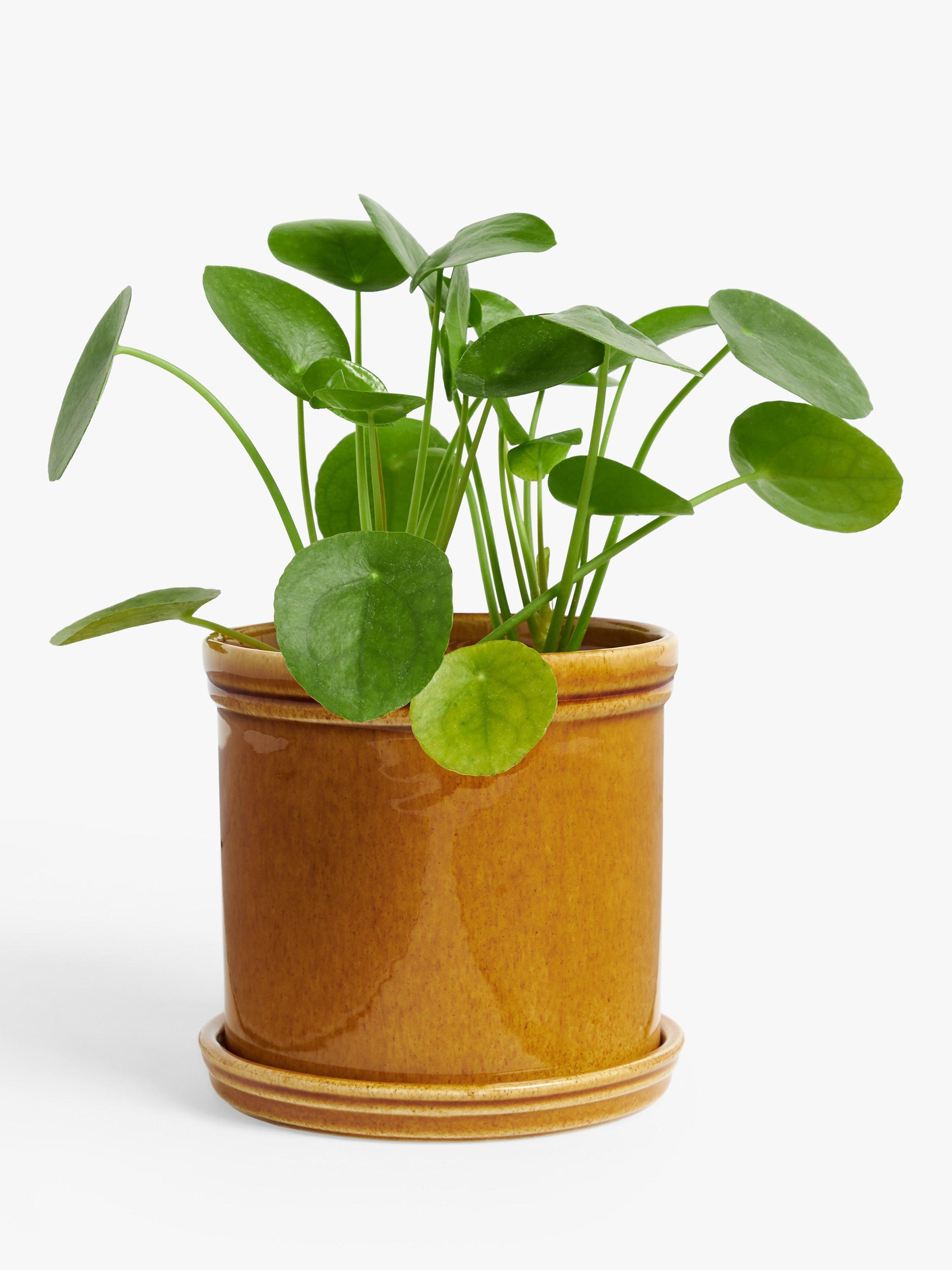 John Lewis glazed stoneware planter honey large (British brand)