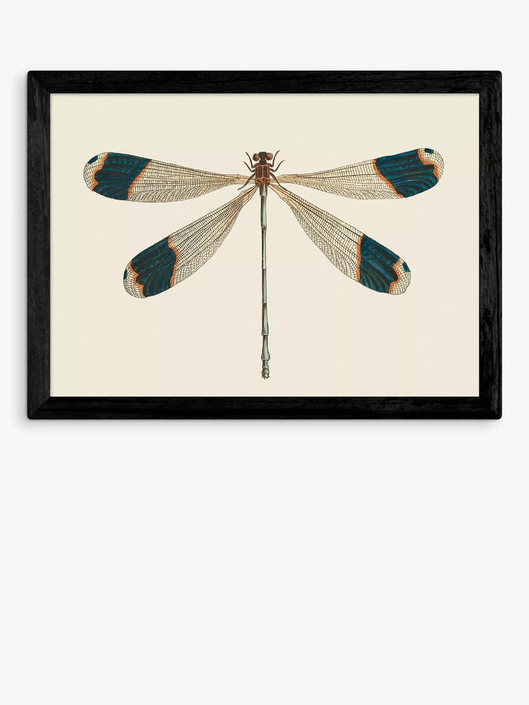 EAST END PRINTS Natural History Museum 'Dragonfly' Framed Print