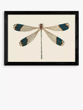 EAST END PRINTS Natural History Museum 'Dragonfly' Framed Print