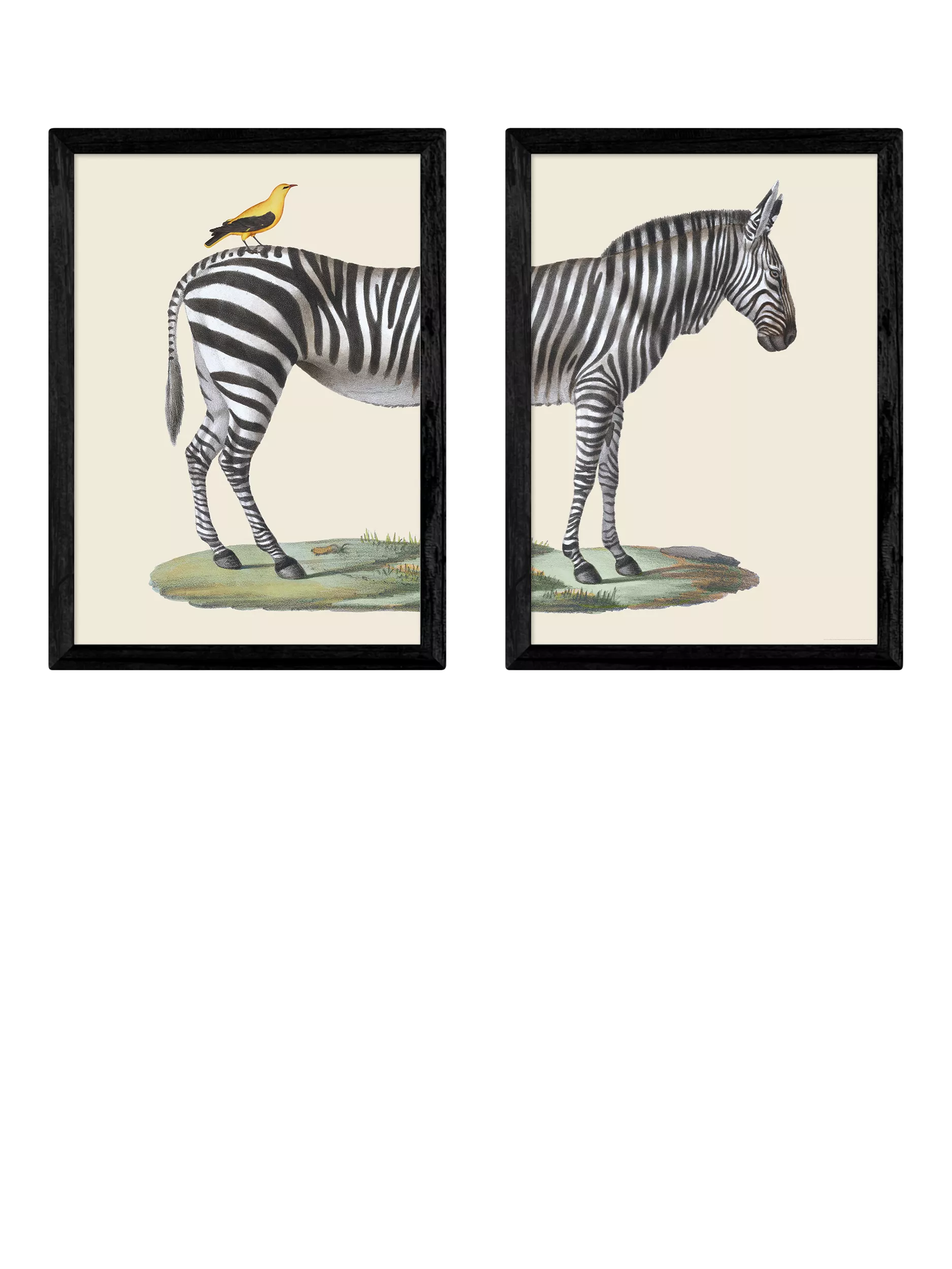 EAST END PRINTS framed print set zebra bird 45.4x33.1cm, UK version