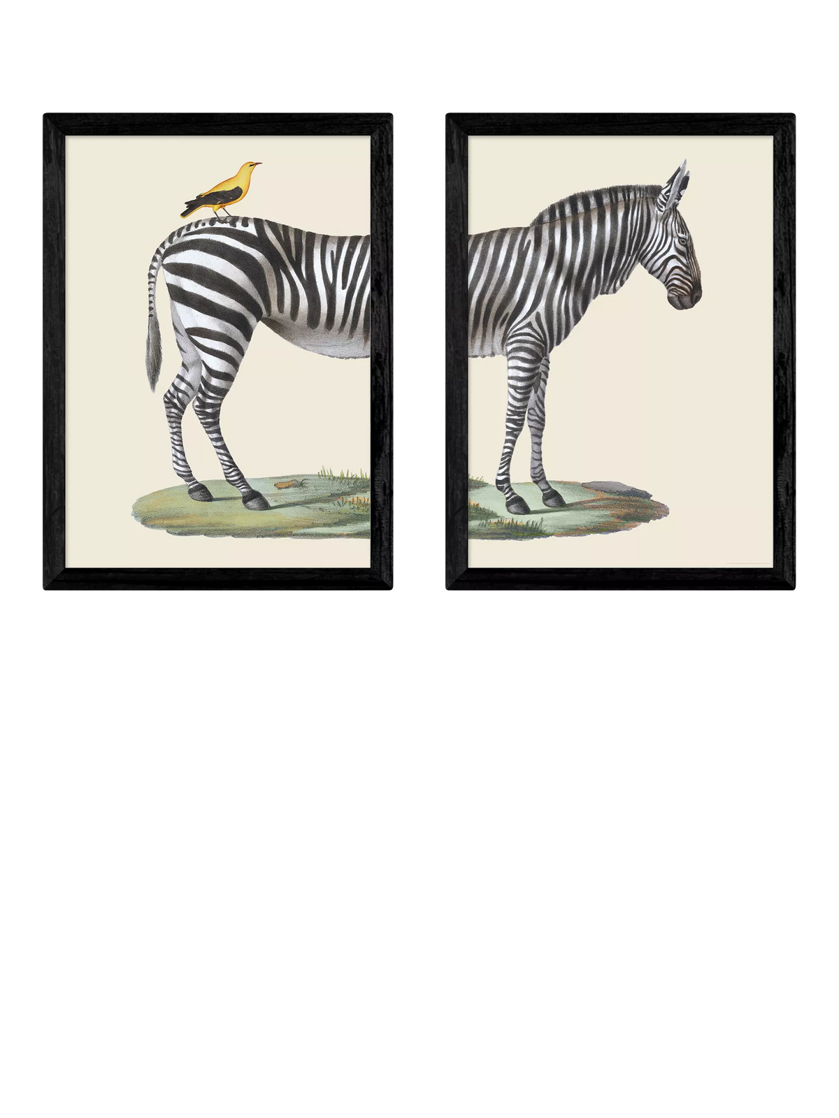 EAST END PRINTS framed print set zebra bird 45.4x33.1cm, UK version