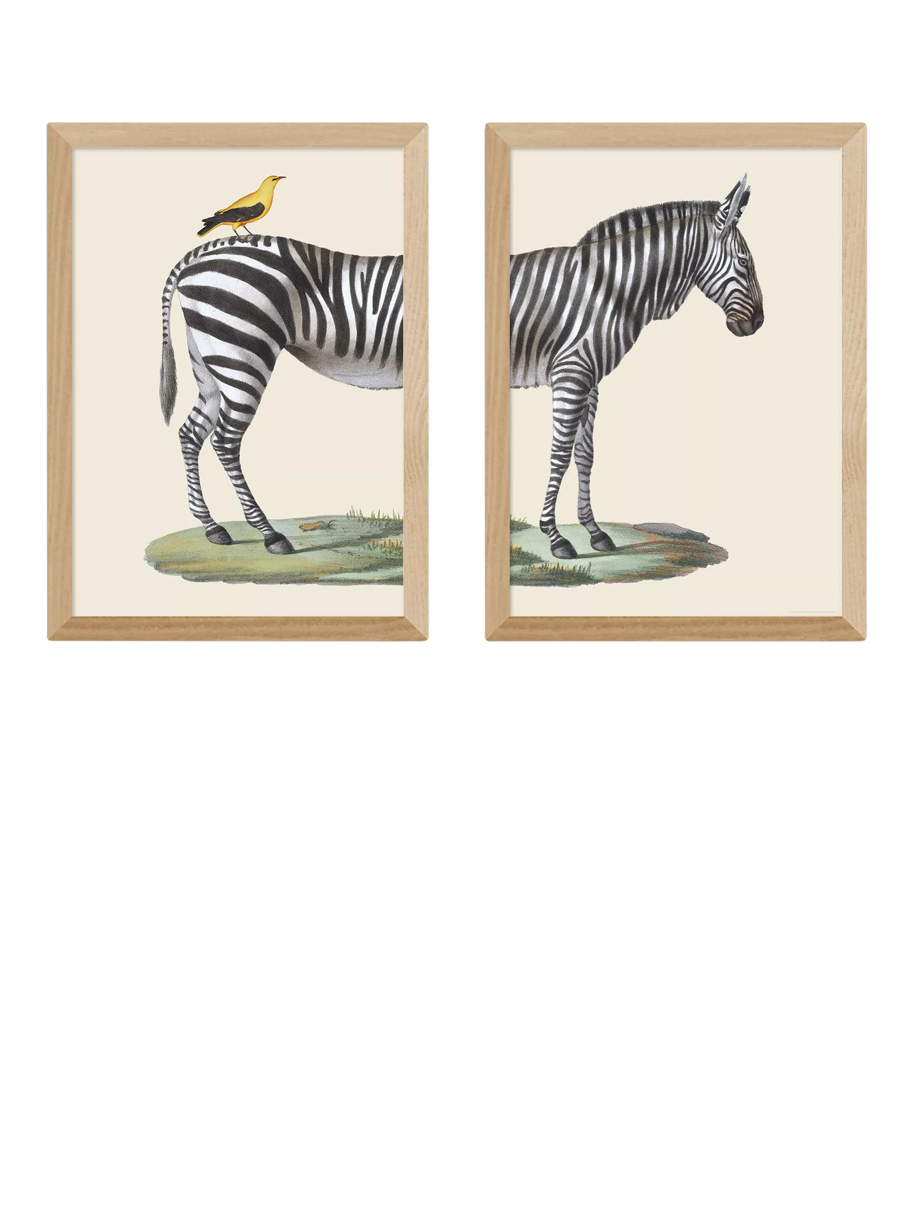 East End Prints Natural History Museum Zebra & Bird Framed Print Set of 2, 45.4x33.1x2.2cm