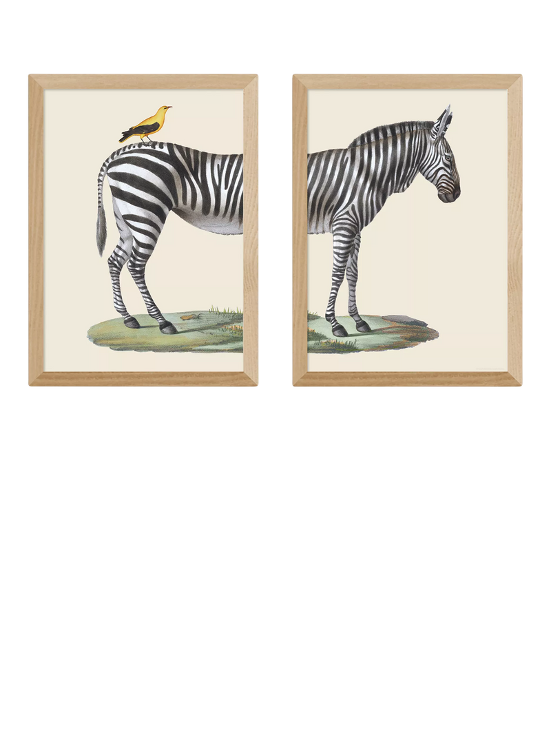 East End Prints Natural History Museum Zebra & Bird Framed Print Set of 2, 45.4x33.1x2.2cm