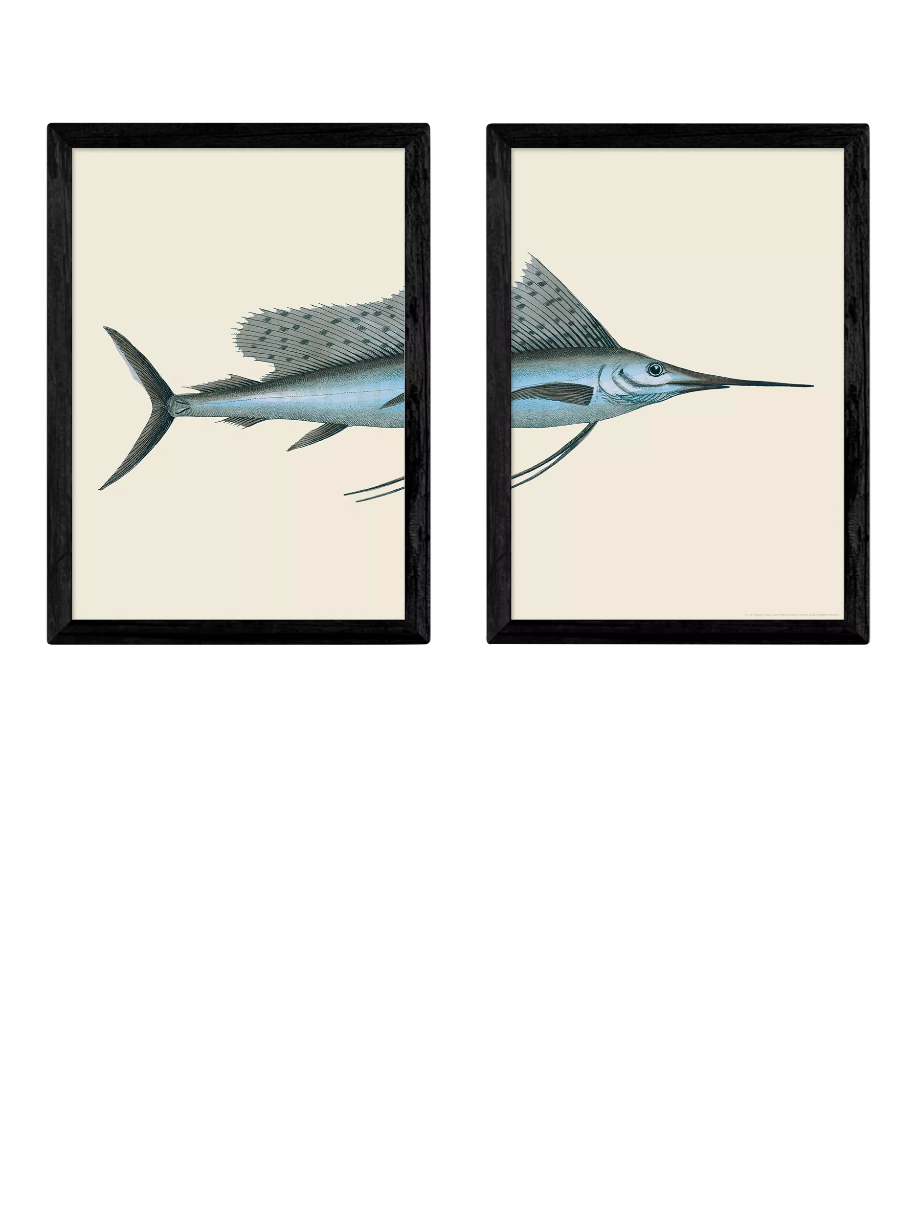 East End Prints Natural History Museum Swordfish Framed Print Set of 2