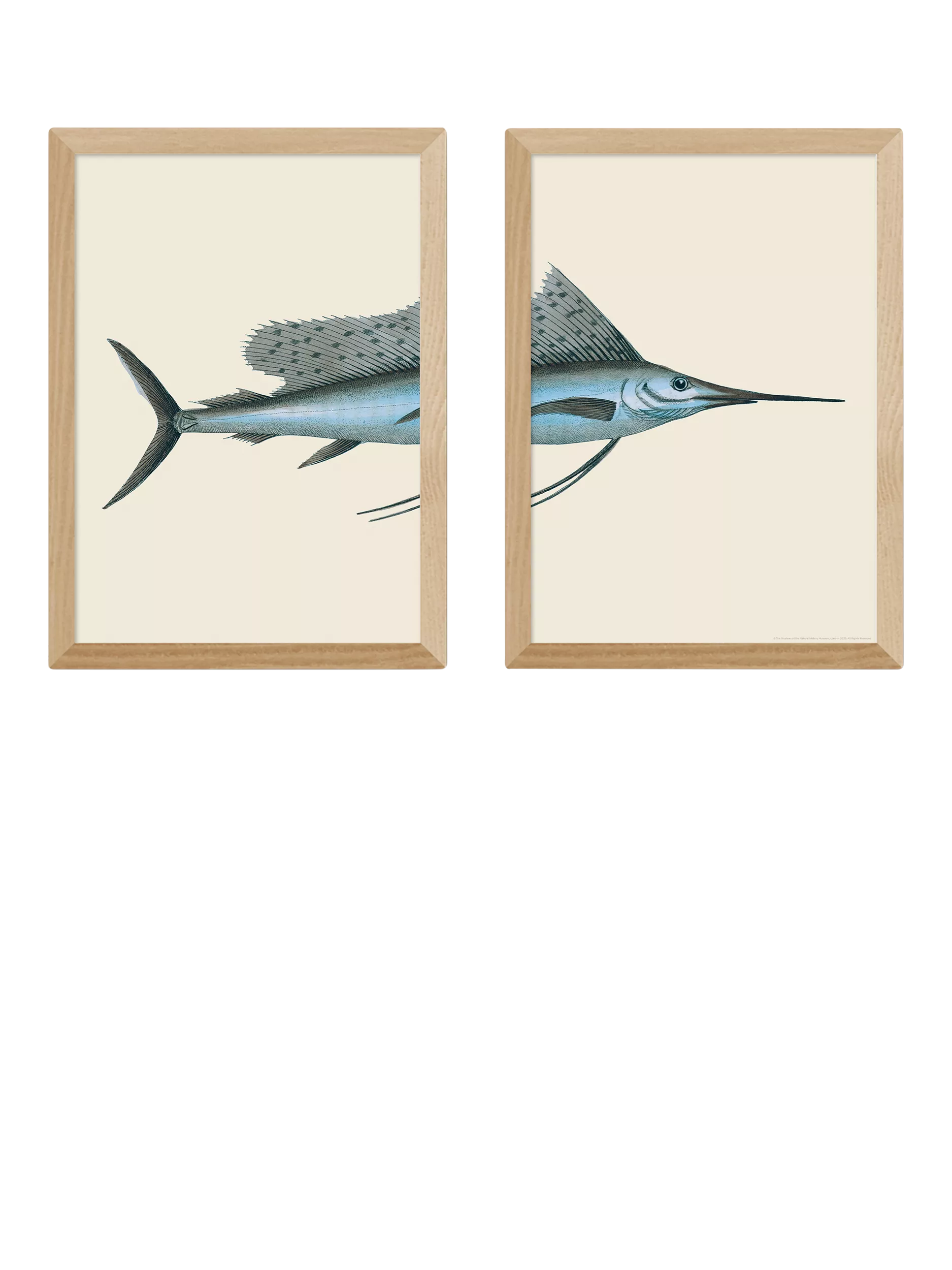 East End Prints swordfish framed print set medium, imported from the UK