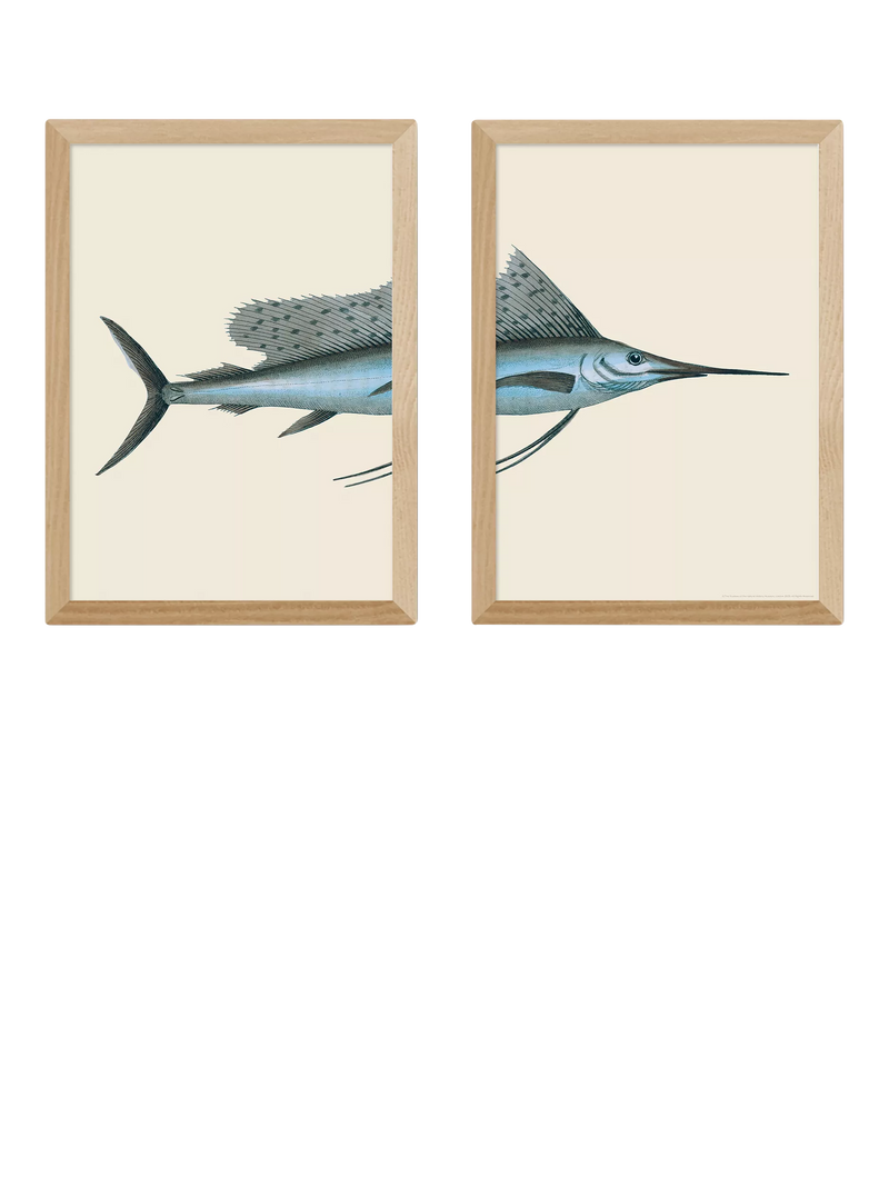 East End Prints swordfish framed print set medium, imported from the UK