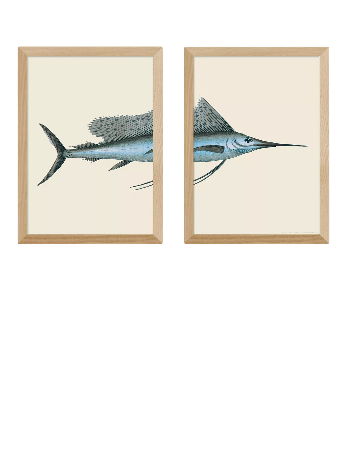 East End Prints swordfish framed print set medium, imported from the UK