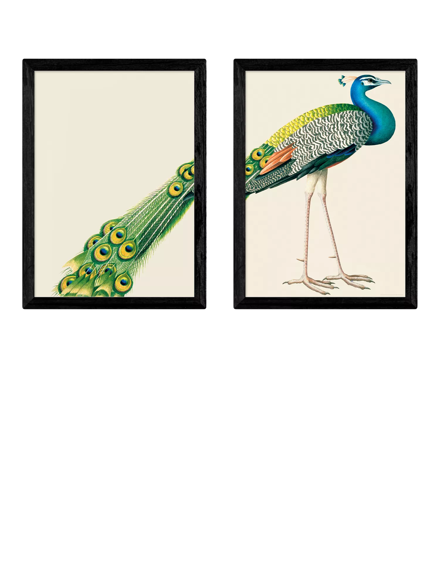 East End Prints Natural History Museum Peacock Framed Print Set of 2 Medium