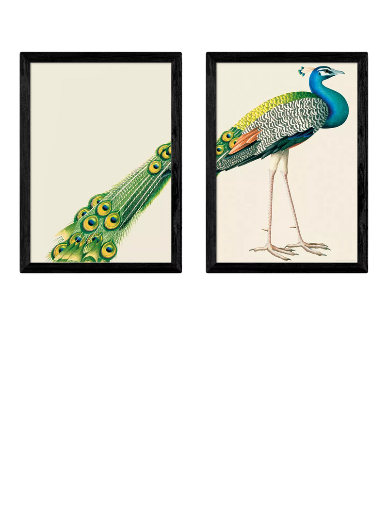 East End Prints Natural History Museum Peacock Framed Print Set of 2 Medium