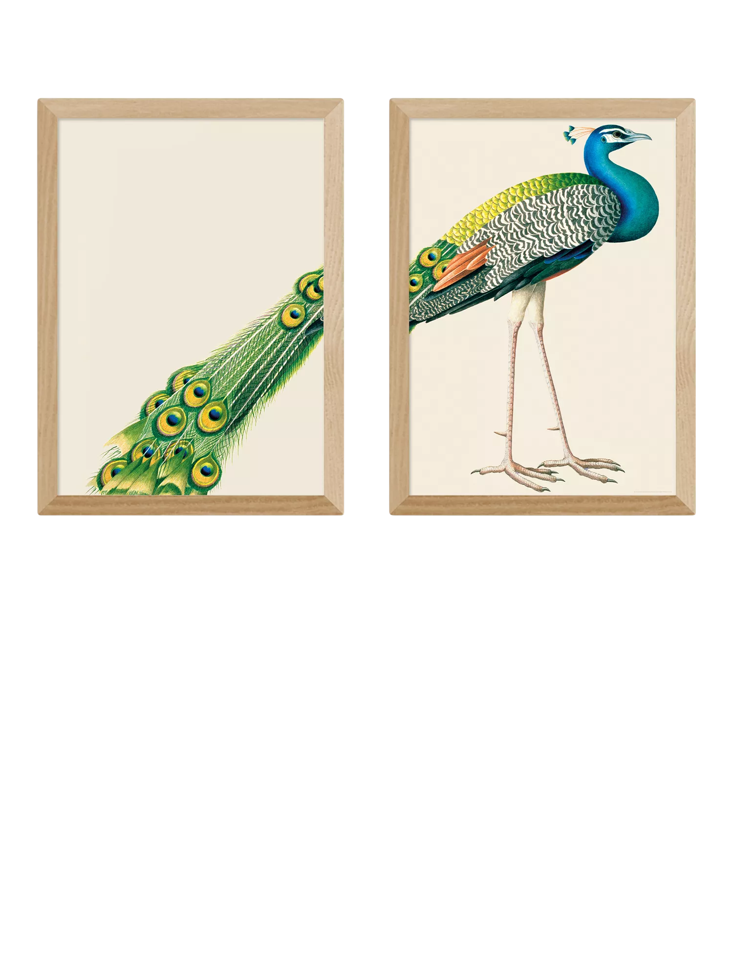 East End Prints peacock framed print set 62.8x45.4cm, imported from the UK