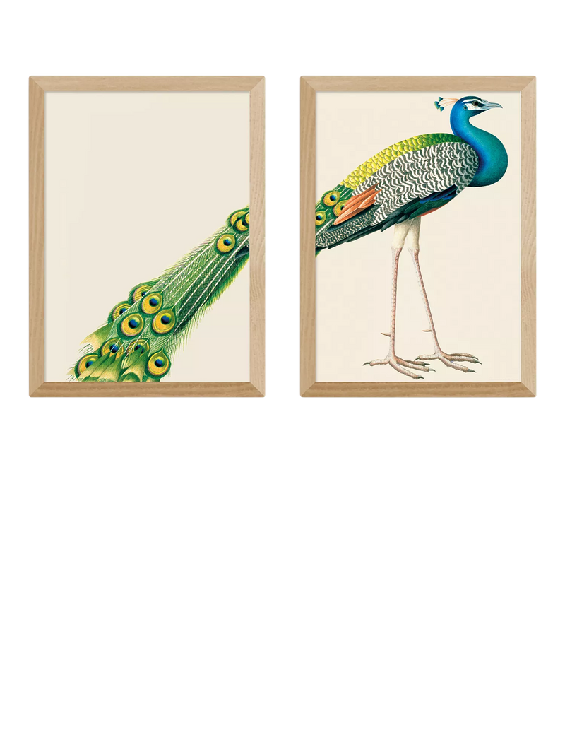 East End Prints peacock framed print set 62.8x45.4cm, imported from the UK