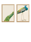 East End Prints peacock framed print set 62.8x45.4cm, imported from the UK