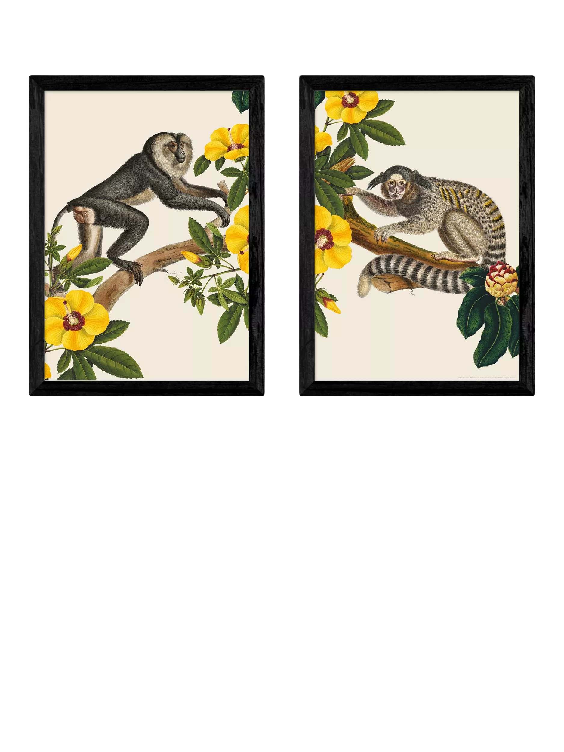 Ensemble d'impressions encadrées EAST END PRINTS de singes 62,8 x 45,4 cm (marque britannique)