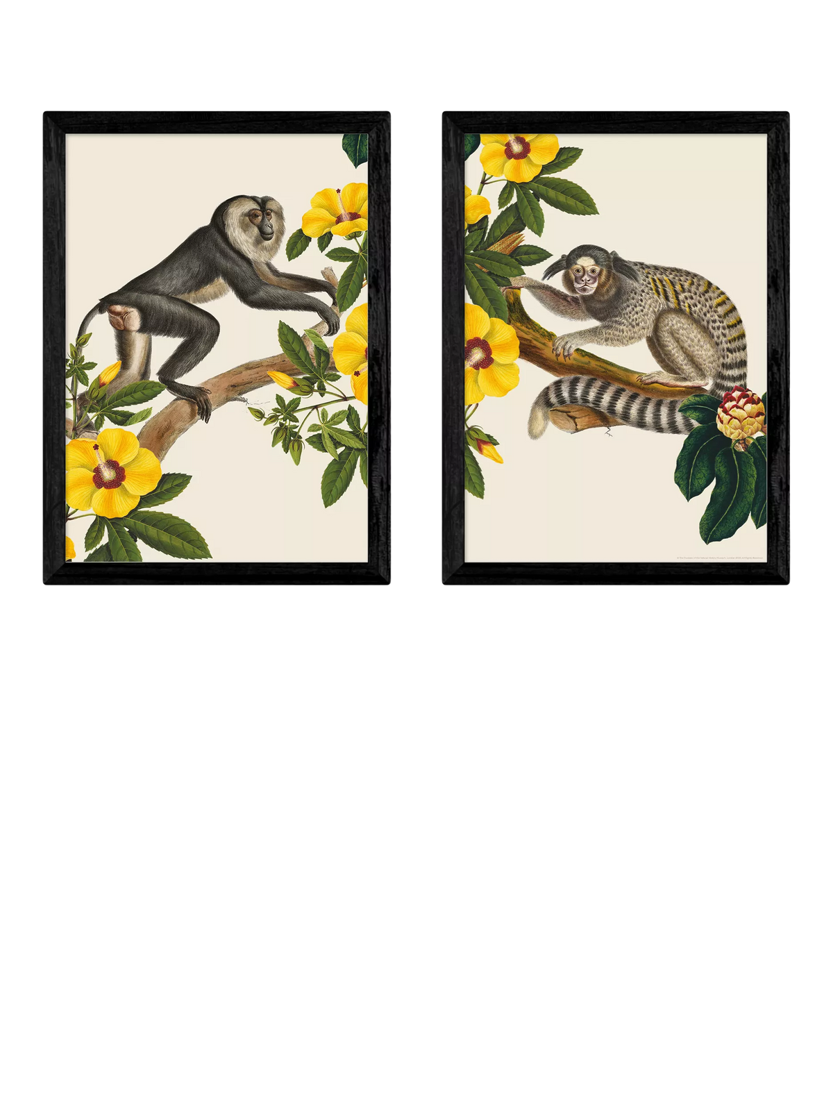 Ensemble d'impressions encadrées EAST END PRINTS de singes 62,8 x 45,4 cm (marque britannique)
