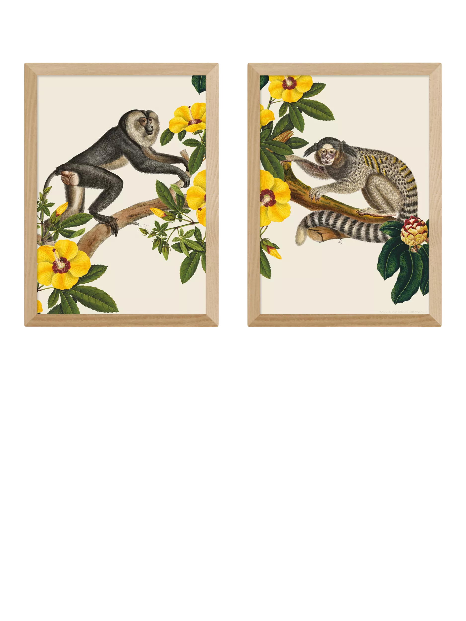 EAST END PRINTS Musée d'histoire naturelle 