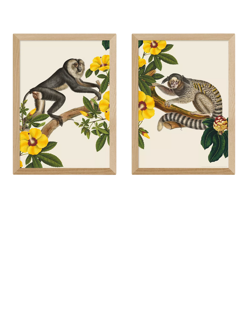 EAST END PRINTS Musée d'histoire naturelle 