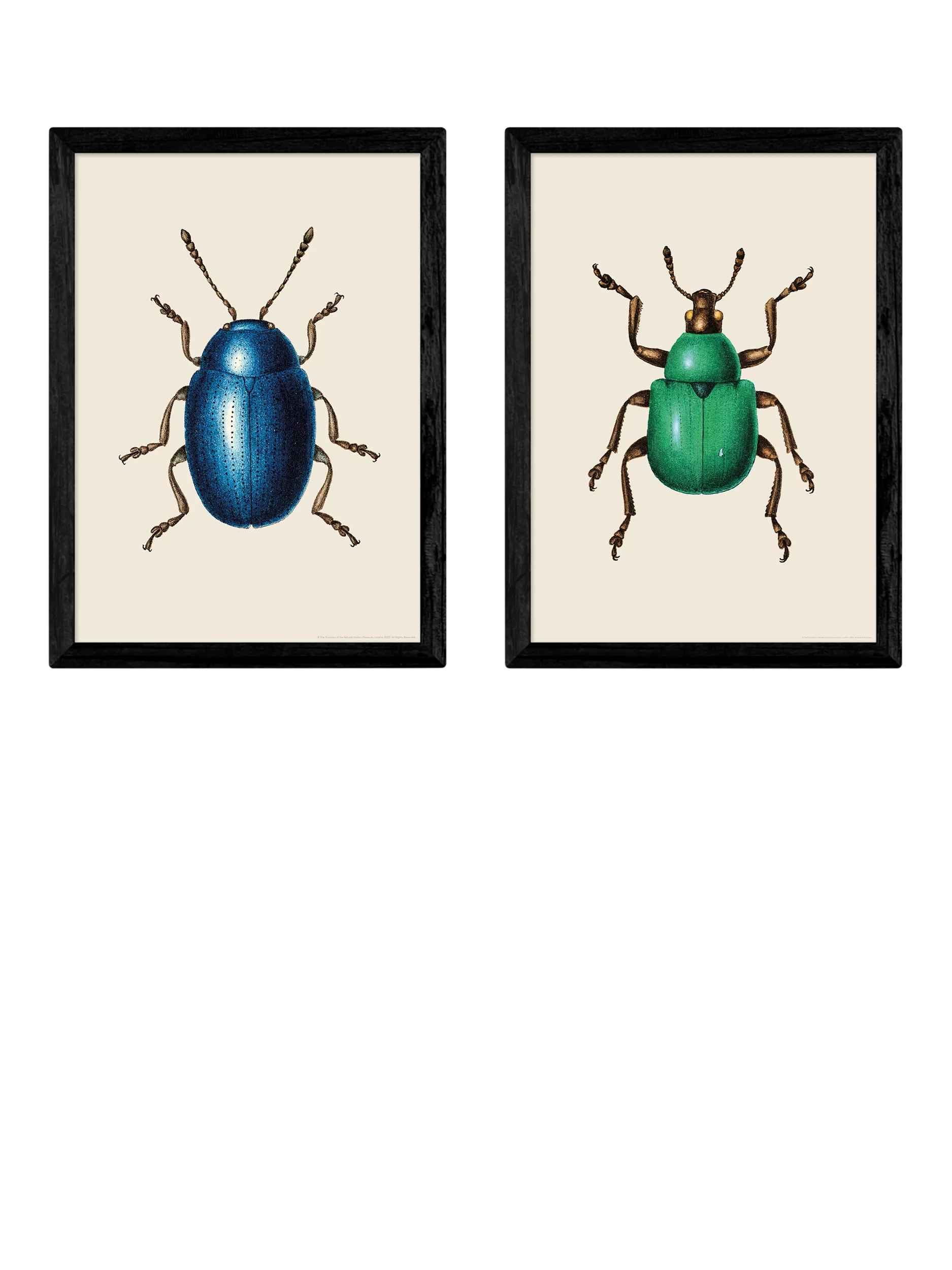 EAST END PRINTS beetle framed art print set of 2 62.8x45.4cm - British product
