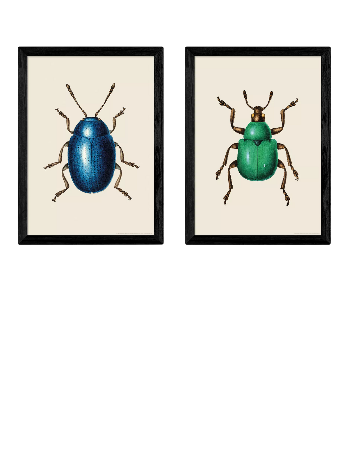 EAST END PRINTS beetle framed art print set of 2 62.8x45.4cm - British product