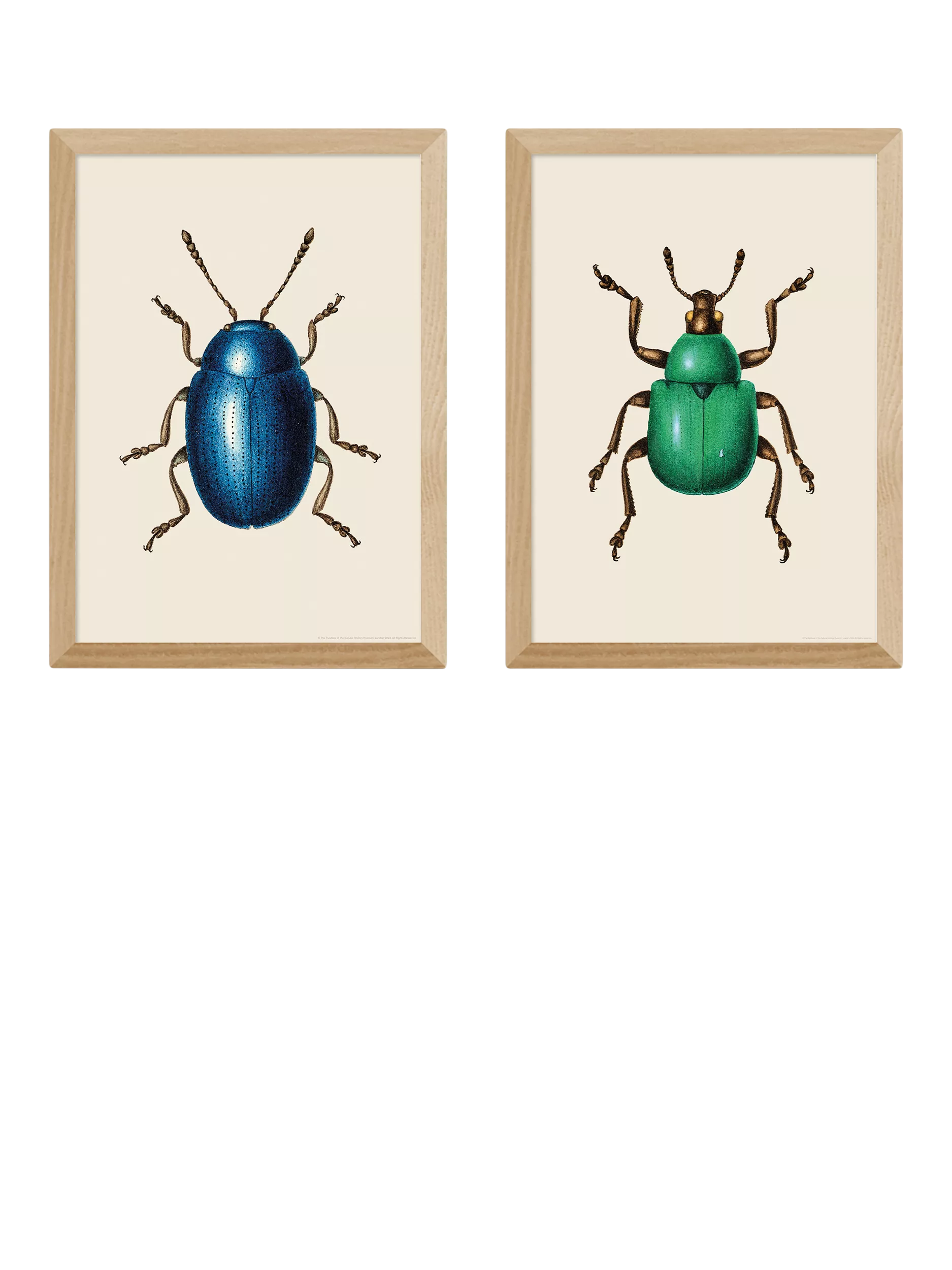 EAST END PRINTS Natural History Museum Beetles Framed Print, Set of 2, 62.8 x 45.4 x 2.2 cm