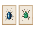 EAST END PRINTS Natural History Museum Beetles Framed Print, Set of 2, 62.8 x 45.4 x 2.2 cm