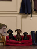 Joules Chesterfield padded pet bed in red burgundy, imported from the UK