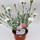 Sainsbury's Dianthus Mixed Colours 10.5cm