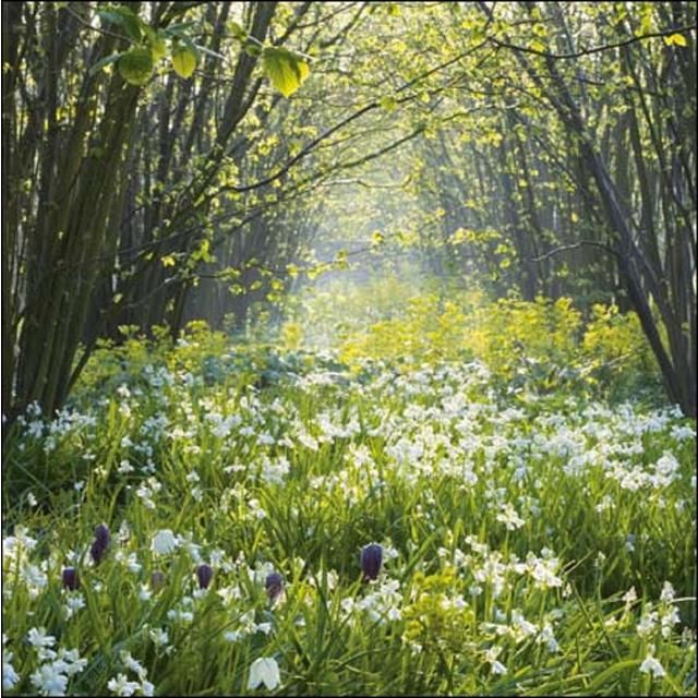 Sissinghurst Castle Garden Blank Card