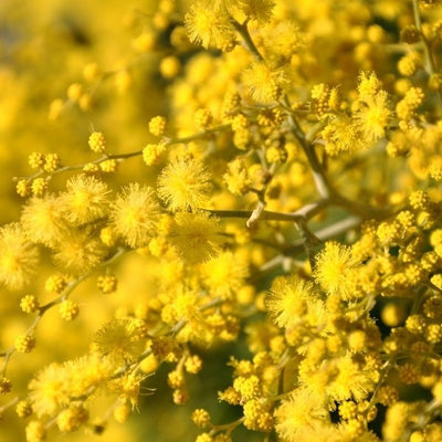 Durance Raumduftspray Mimose in Blüte Raumduft 100ml