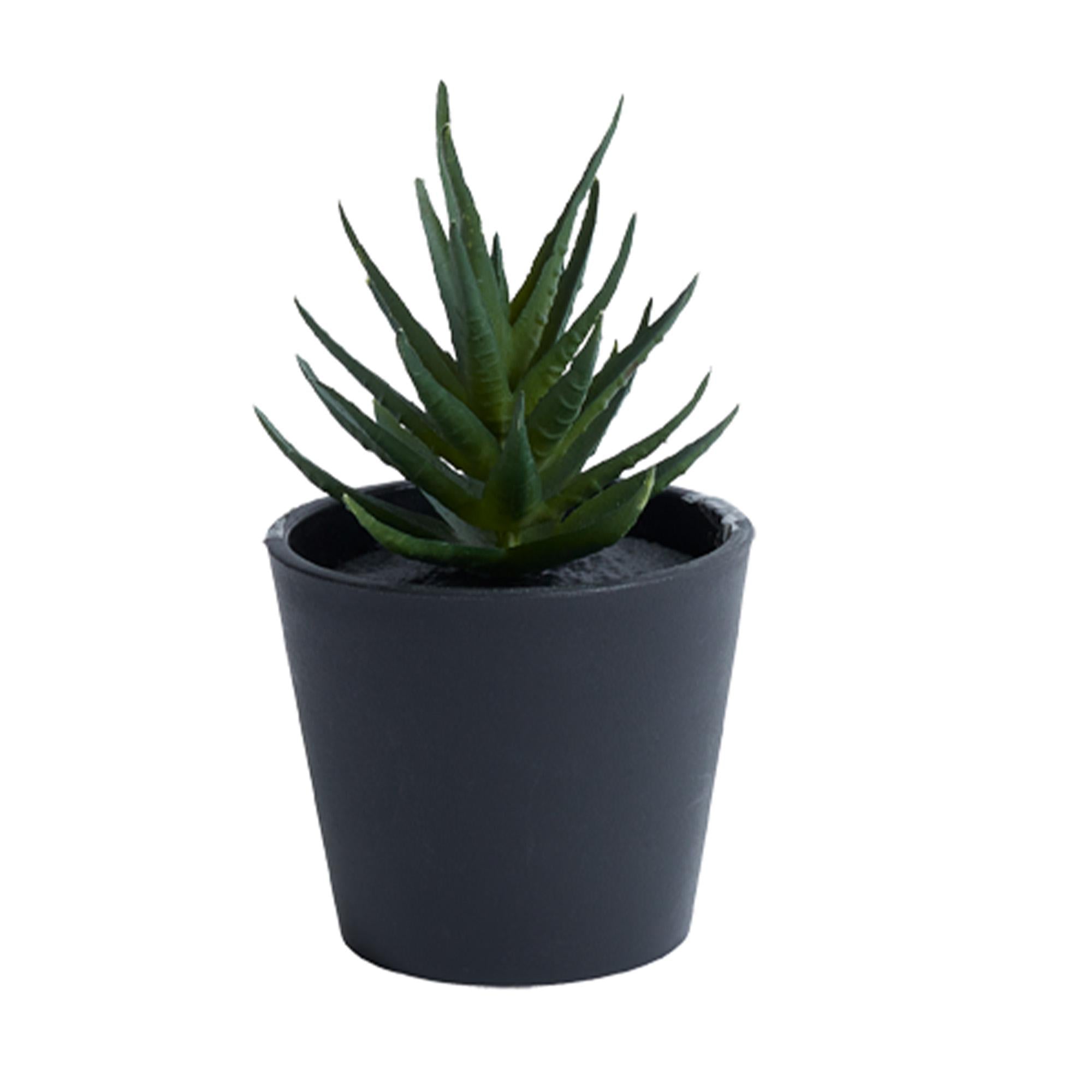 Habitat Small Aloe Succulent GOODS Sainsburys   