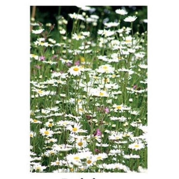 Kevin Milner Daisies Countryside Card GOODS Superdrug   