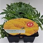 10 Pack African Marigold